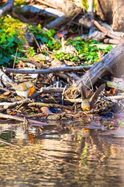 Nehir ve suyla doğa manzarası