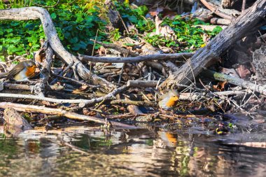Su akıntısına yakın çekim.