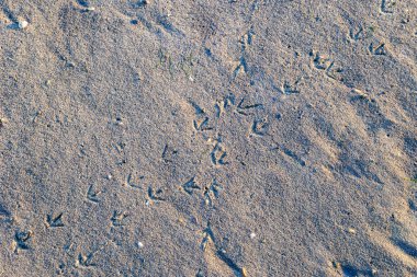 Furadouro göl kıyısı boyunca ıslak kumda kuş ayak izleri oluşuyor. Portekiz, Ovar Furadouro, 12 Kasım 2025.