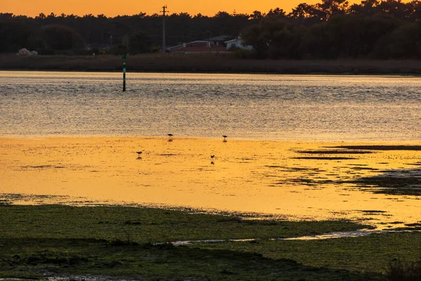 Uzak kuş siluetleri Furadouro Portugal, Ovar Furadouro, 12 Kasım 2025.