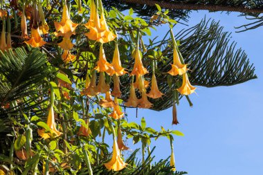 Mavi gökyüzüne, Portekiz, Ovar Furadouro, 14 Ekim 2025 'te, ağaçtan sarkan sarı melek trompeti çiçekleri.