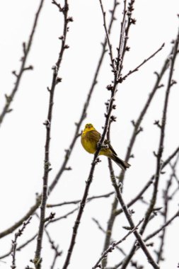 Sarı Çekiç Çıplak Donmuş Dalların Arasında Oturuyor