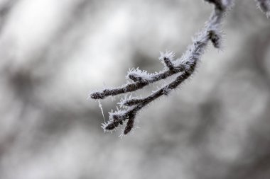 Buz kristalli buz kaplı ağaç dalı