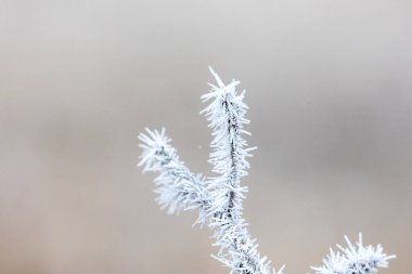 Buz kaplı dal Keskin Buz Kristali Büyümesi