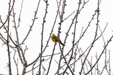 Sarı Çekiç Çıplak Donmuş Dalların Arasında Oturuyor