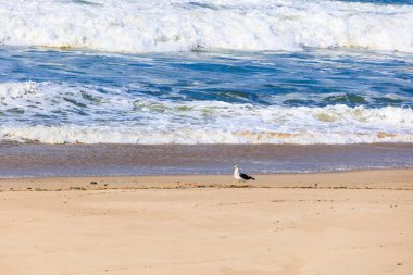 Okyanus dalgalarıyla plajda dinlenen martı, Portekiz, Ovar Furadouro, 9.10.2025