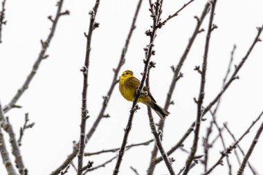 Sarı Çekiç Çıplak Donmuş Dalların Arasında Oturuyor