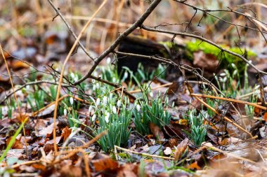 Düşen Sonbahar Yaprakları Arasında Kardamlası Çiçekleri Büyüyor