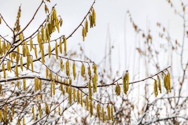 Hazel Catkins Baharın Başında Çıplak Şubede Asılı