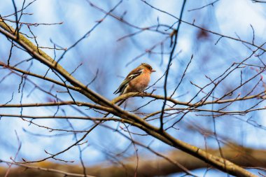 Çıplak Ağaç Dalı 'na tünemiş Chaffinch