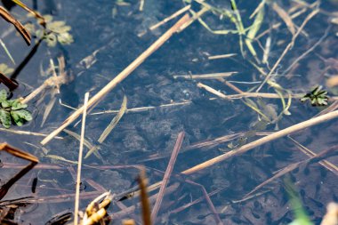 Su bitkileri ve çürüyen bitki örtüsü arasında sığ gölet suyundaki kurbağa yavruları