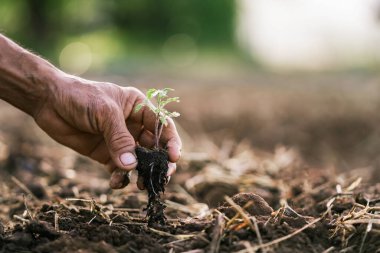 Bahçeye domates ekerken elinizi kapatın.