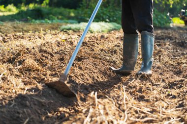 Çiftçiler bahçedeki ekili sebzeler için toprağı kazıyorlar.