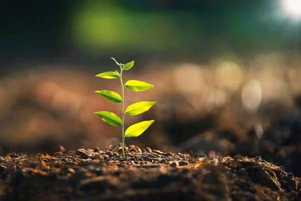 Jeune Plante Poussant Sur Terre Avec Soleil Dans Nature Concept — Photo