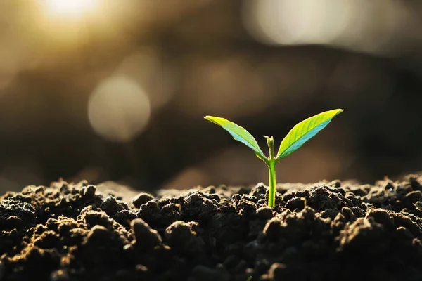 Jeune Plante Poussant Sur Terre Avec Soleil Dans Nature Concept — Photo