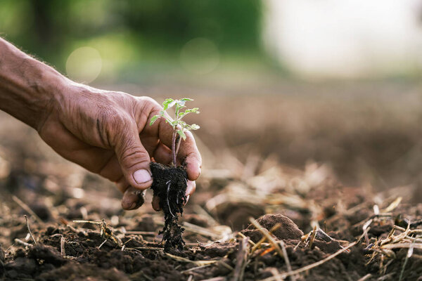 крупным планом посадки помидоров в саду