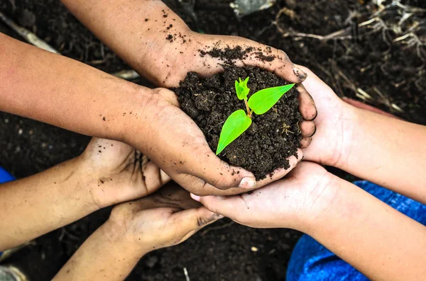 Kind hält junge Pflanze in Händen. ökologisches Konzept — Stockfoto