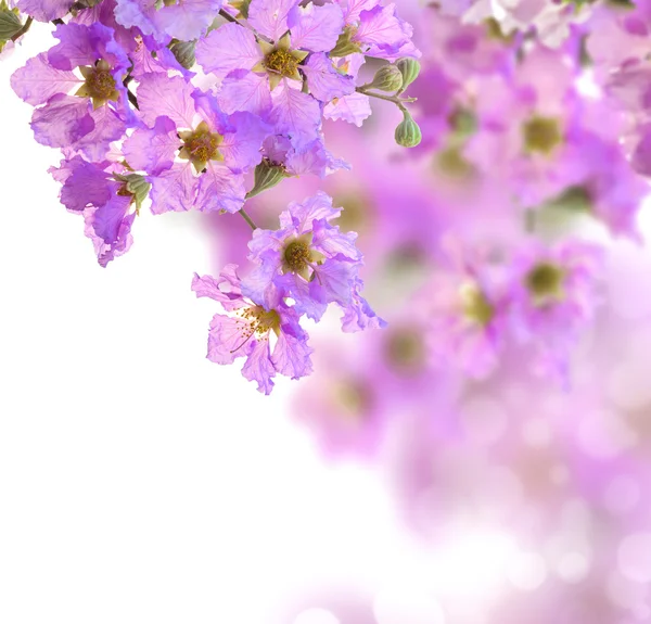 Spring border background with pink blossom — Stock Photo, Image