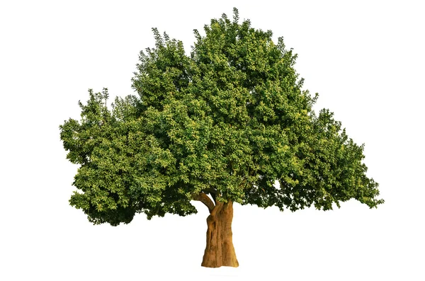 Велике дерево ізольовані — стокове фото
