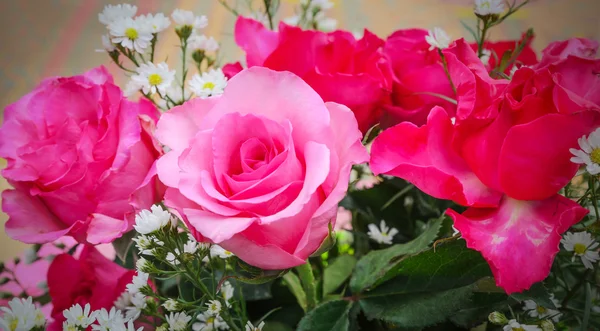 Pink rose bush — Stock Fotó