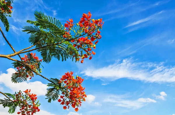 Flower peacock and blue sky — Stock Photo, Image