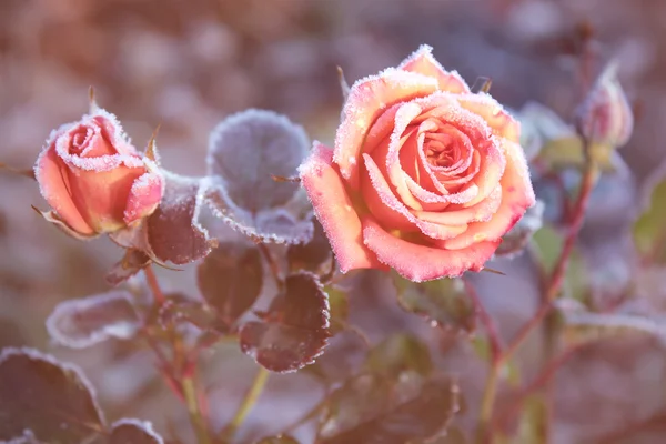 Mrożone róże w słoneczny haze. — Zdjęcie stockowe