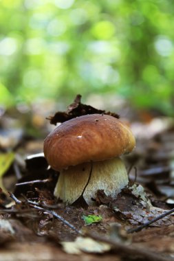 eetbare paddenstoel cep.