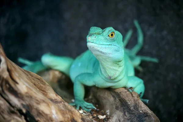 Lagarto verde en un árbol — Foto de Stock