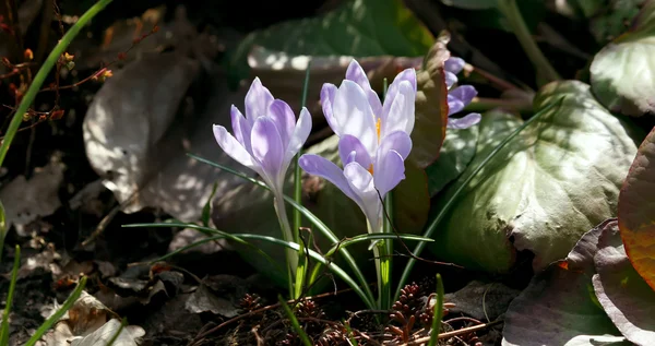 Azafrán púrpura en primavera . — Foto de Stock