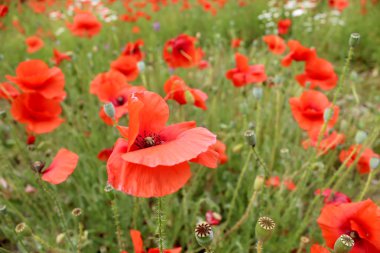 Bir alandaki haşhaş çiçek.