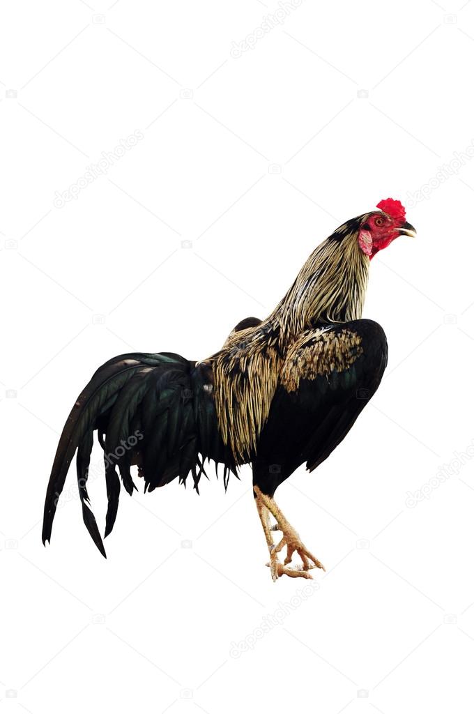 cockerel