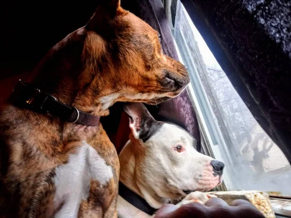 Dois Belos Pitbulls Ficam Cadeira Olhando Janela Para Ver Quem — Fotografia de Stock