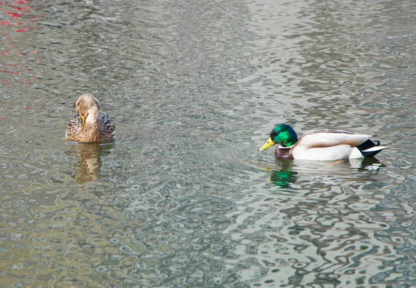 Two wild ducks swimming on river. Mallard. High quality photo. — Stock Photo, Image