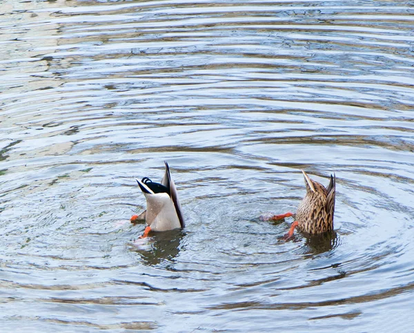 Duck Diving Upside Down, With Butt and Tail in Air. — Stock Fotó