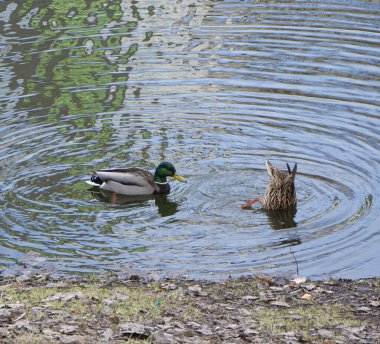 Duck Diving Upside Down, With Butt and Tail in Air.