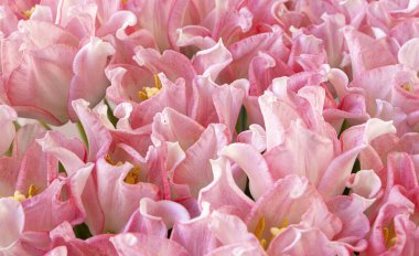 Çiçek deseni. Laleler yakın plan. Buket. Pembe. Çiçek konsepti