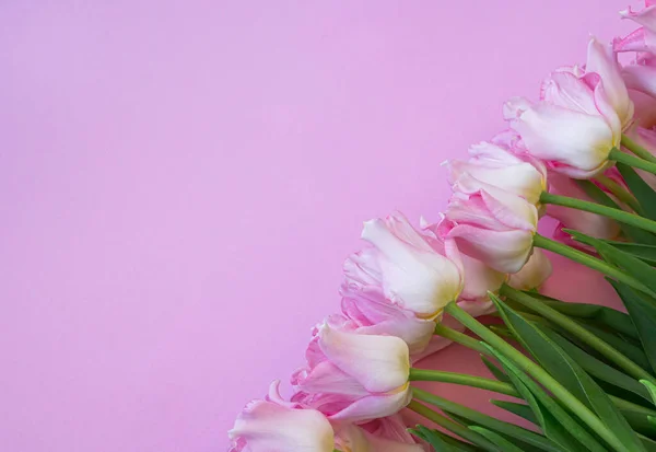 Många blommor på en rosa bakgrund. Plats för ditt sms. Rosa färska tulpaner ligger — Stockfoto