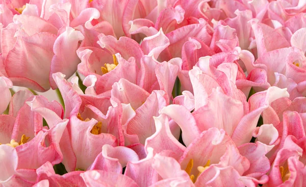 Florale Textur. Tulpen aus nächster Nähe. Strauß. Rosa. Blumen-Konzept — Stockfoto