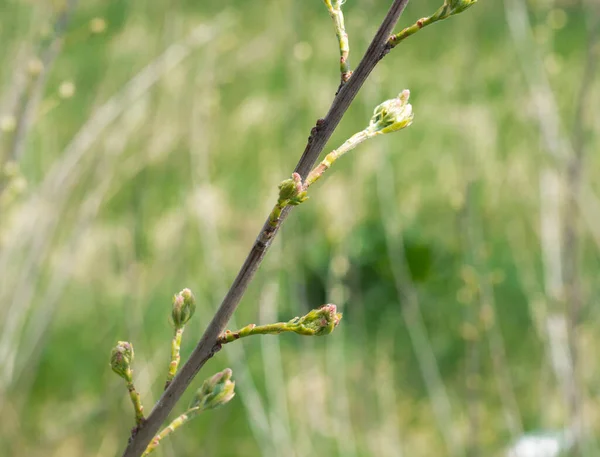 Natura budzi się.Pierwsze liście na gałęziach. Odkryte drzewa nerkowe. — Zdjęcie stockowe