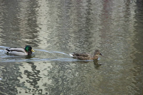 Due anatre selvatiche che nuotano sul fiume. Mallard. Foto di alta qualità. — Foto Stock