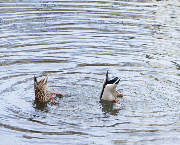 Duck Diving Upside Down, With Butt and Tail in Air.