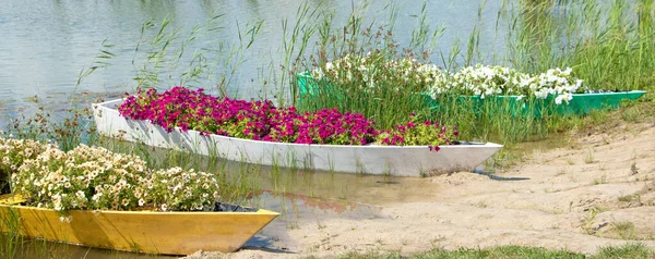 Tre vecchie barche piene di fiori freschi lungo il fiume. — Foto Stock