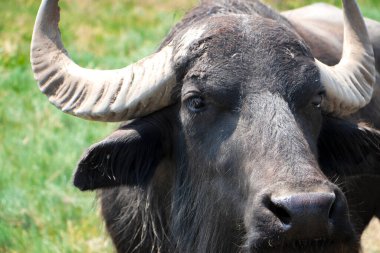 Bufalo kafası yaklaş. Bufalo kameraya bakıyor. Bizon portresi