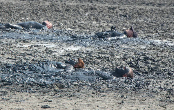 People lie in medicinal mud. Natural healing mud baths. — Stock Photo, Image