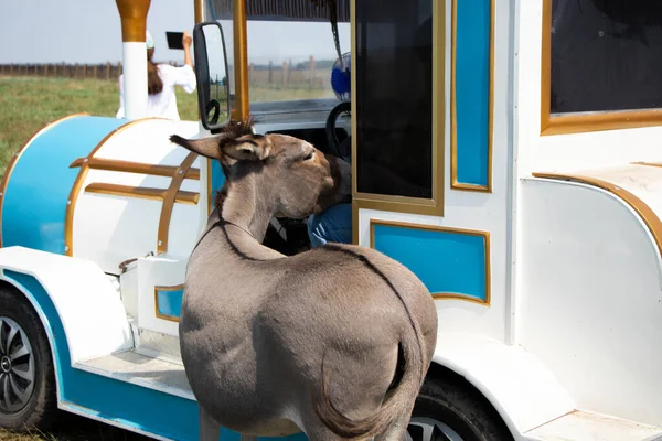 De ezel stak zijn hoofd in de locomotieven cabine van de bestuurder. — Stockfoto