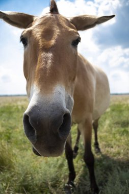 Vahşi doğada przewalski atı. Bir atın yakın plan fotoğrafı. Nesli tükenmekte olan at