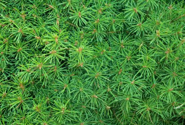 Cüce Alberta ladini, Picea glauca, iğne desenli.. 