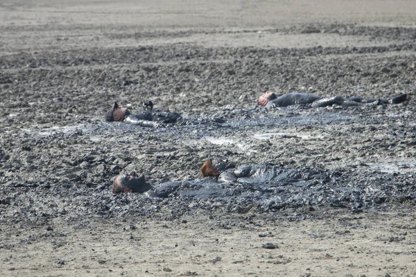 Люди лежат в лечебной грязи. Лечебные грязевые ванны. — стоковое фото