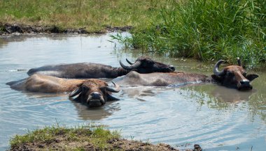 Bizonlar nehirde yüzer. Suda, bataklıkta vahşi bizonlar.. 