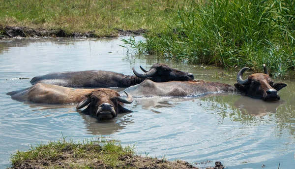 Bizonlar nehirde yüzer. Suda, bataklıkta vahşi bizonlar.. 